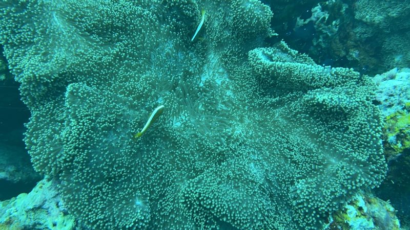 Reef Without Borders impact documentation of coral reef recovery Cebu