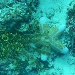 The Future of Coral Reefs: Hope and Innovation in Reef Conservation - Reef Without Borders coral reef conservation blog