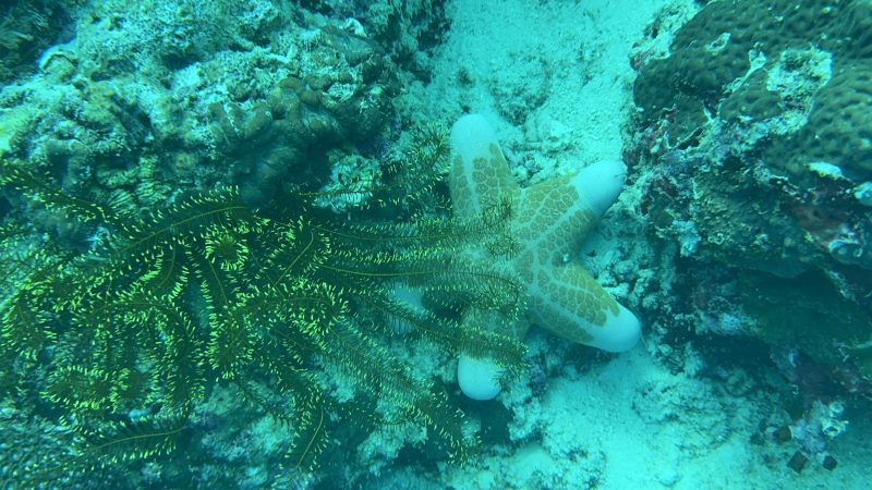 Coral restoration fieldwork showing reef recovery in Philippine waters