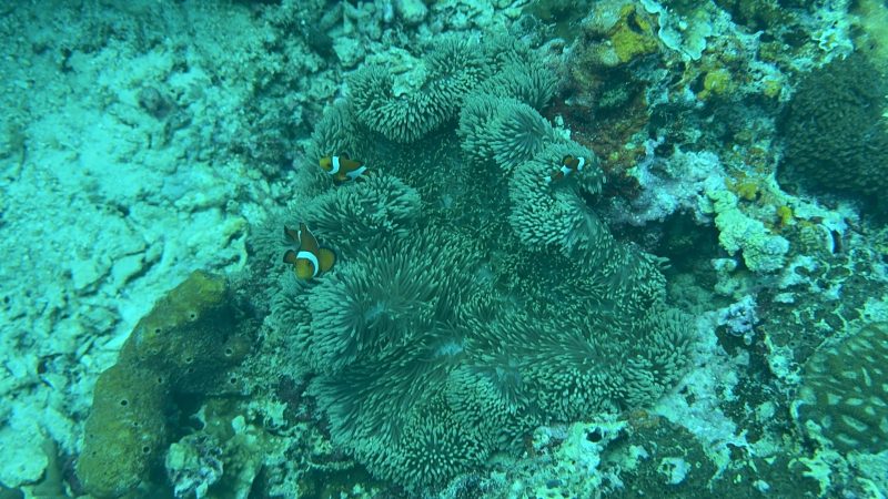 Marine conservation team conducting underwater reef restoration Philippines