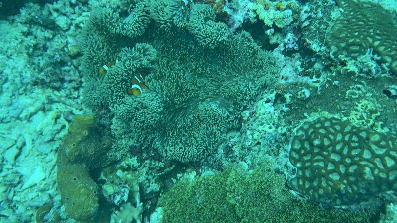 Reef Without Borders dive team preparing for coral restoration in Cebu