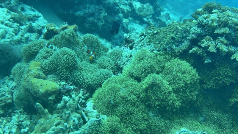 Scientific coral reef assessment showing restoration progress in Cebu