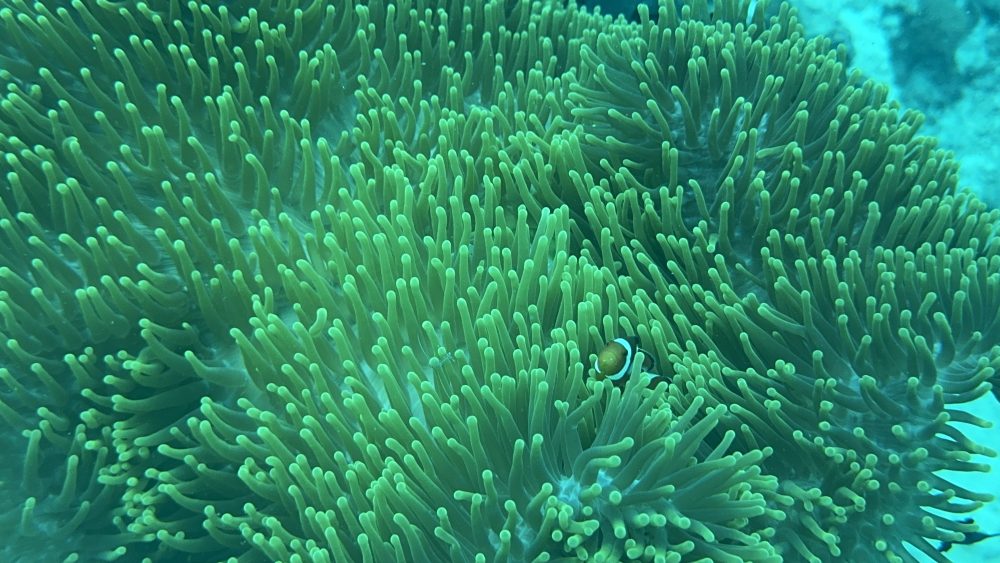 Diverse coral reef habitat in Philippines supporting marine biodiversity