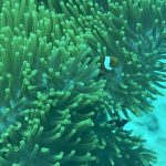 The Science Behind Reef Recovery: What Research Tells Us About Restoration - Reef Without Borders coral reef conservation blog