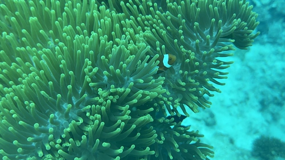 Close-up of coral species in Cebu reef showing marine ecosystem health