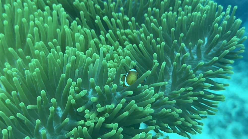 Healthy coral reef growth at Reef Without Borders restoration site Philippines