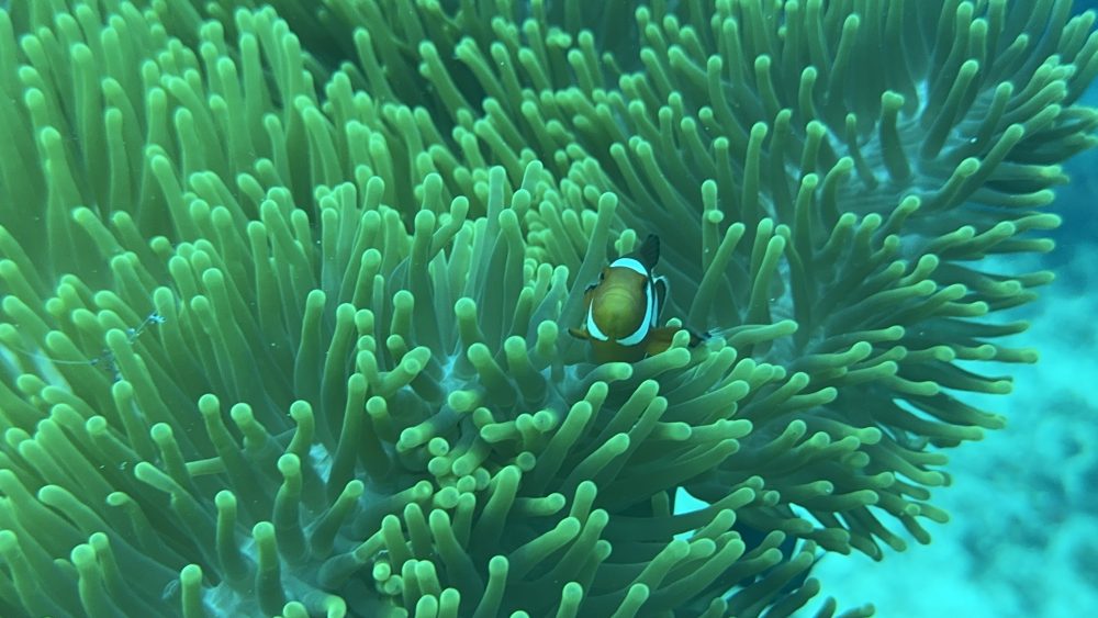 Vibrant coral reef biodiversity in Mactan Cebu showing marine ecosystem