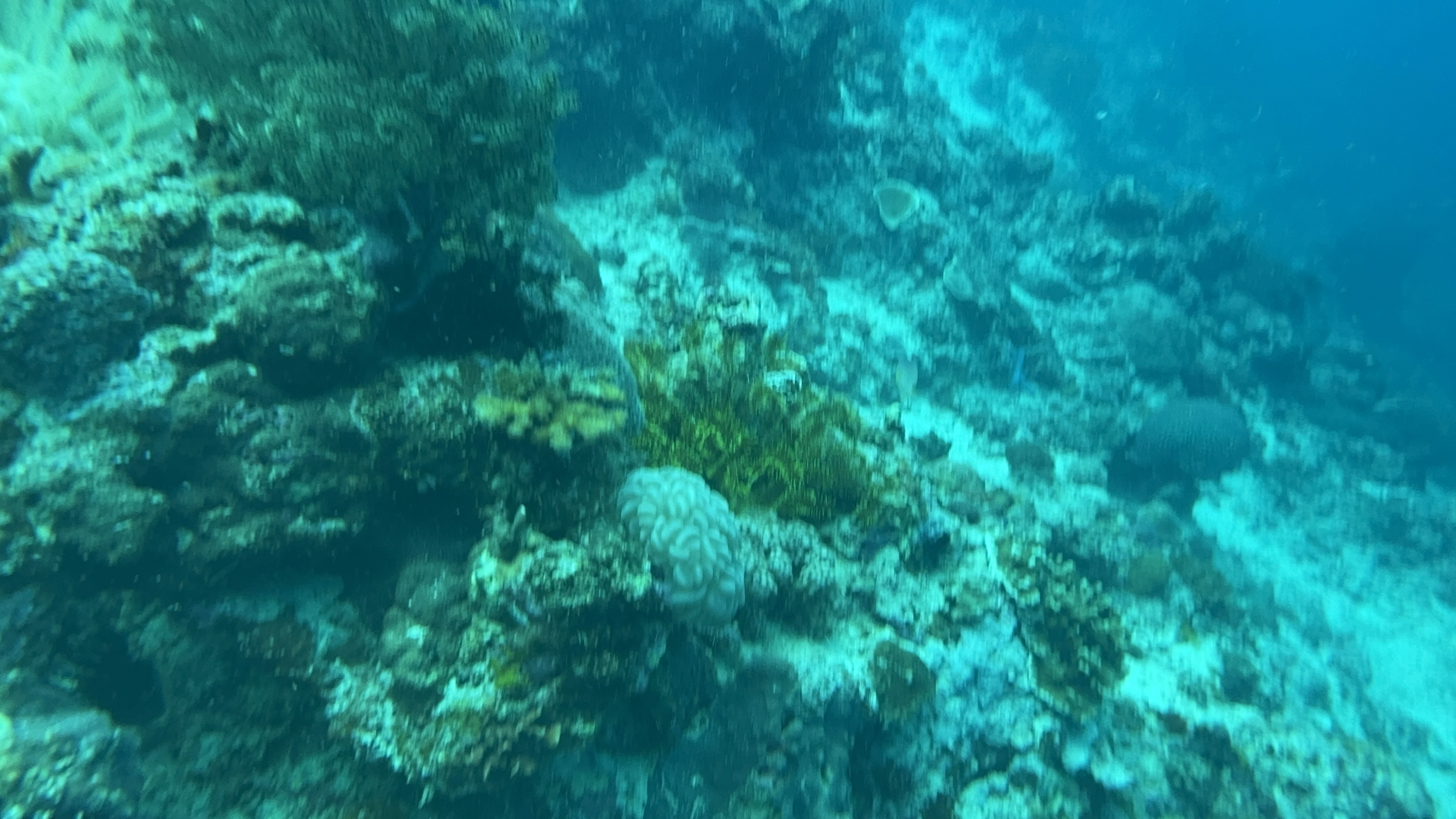 Reef Without Borders coral reef restoration site in Cebu Philippines