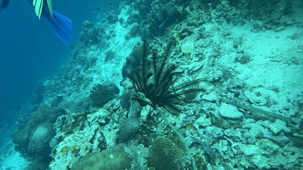 Marine conservation fieldwork at Reef Without Borders Cebu Philippines