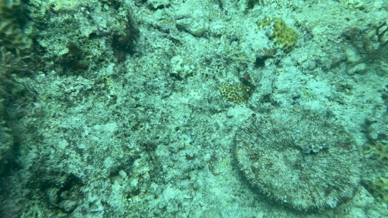 Reef Without Borders team conducting coral monitoring dive in Philippines