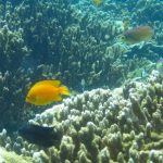 A yellow angelfish swimming over a field of branching hard coral, with other reef fish behind.