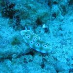 A blue-spotted nudibranch on a reef surface in shallow water.