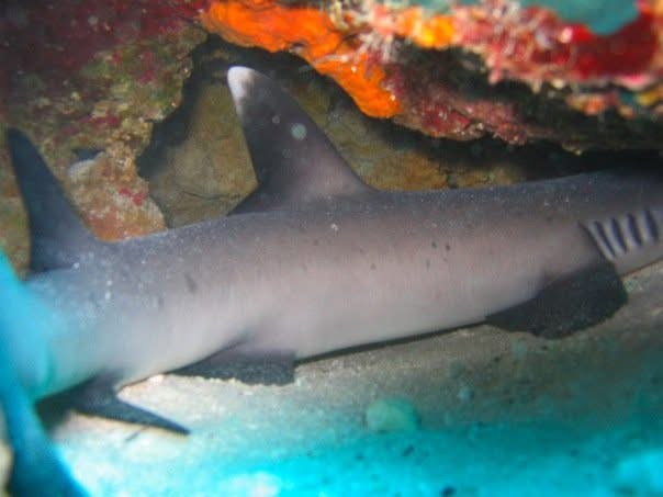 A whitetip reef shark on sand beneath a coral overhang.
