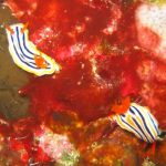 Two nudibranchs on a red sponge-covered reef surface.