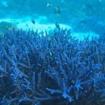 A field of blue branching coral on a shallow reef slope.