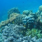 A coral reef with hard and soft corals in clear blue water.