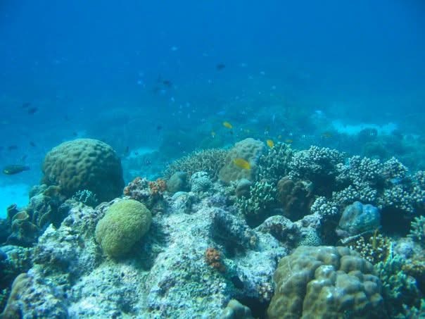 A sloping coral reef with mixed corals and open blue water beyond.