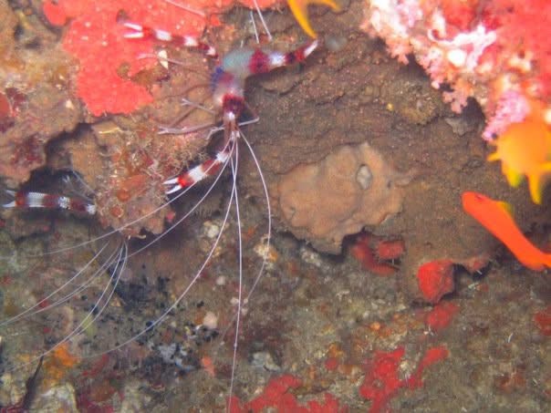 A shrimp on sand beside coral rubble on a reef floor.