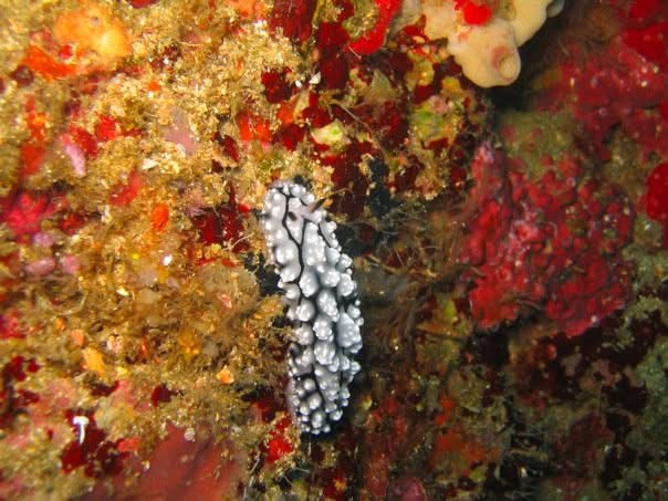 A white nudibranch crossing yellow and orange encrusting coral.