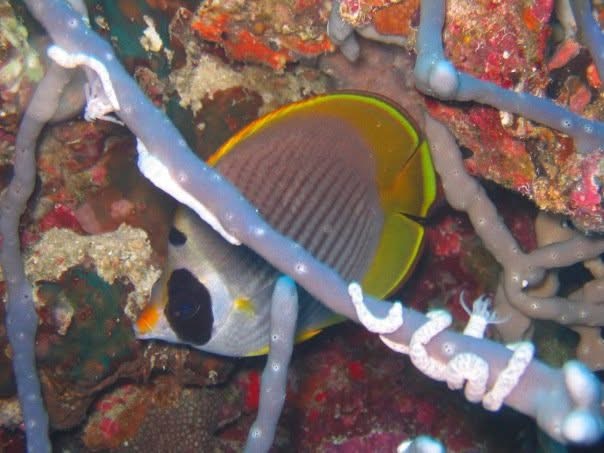 A butterflyfish swimming beside white soft coral on a reef.